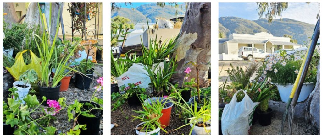 Motagu Community Church Plant donations for the ACVV garden